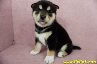 06/04黑色柴犬母幼犬(屏東潮州)6