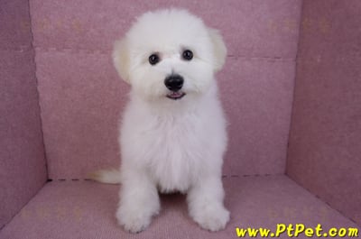 07/22比熊犬公幼犬(屏東市)3