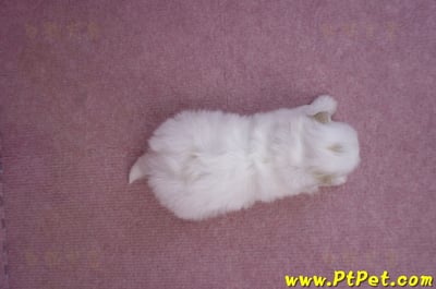 09/27馬爾泰迪母幼犬2號(高雄大寮)6