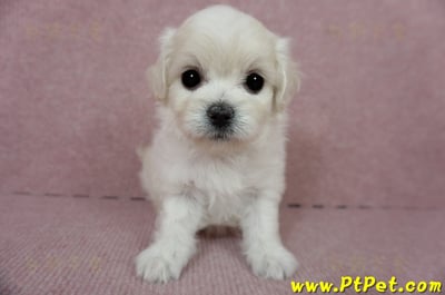 01/10奶白色馬爾泰迪母幼犬2號(屏東佳冬)4