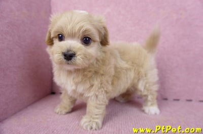 10/18馬爾泰迪公幼犬2號(高雄三民)8