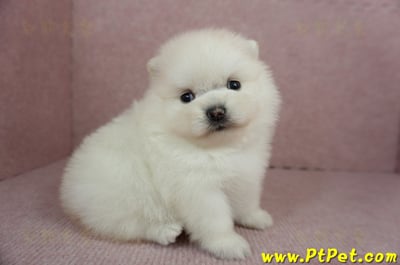 01/20迷你型松鼠白博美母幼犬(高雄鳳山)5