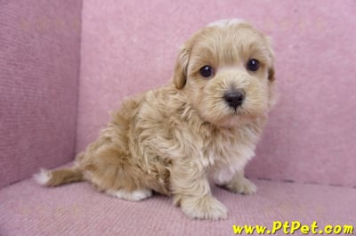 02/20馬爾泰迪公幼犬(嘉義市)3