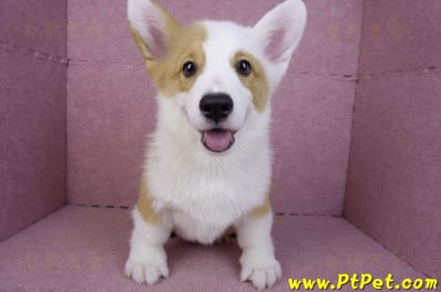 11/05雙色柯基犬公幼犬(新竹新豐)1