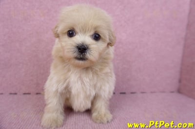 10/13馬爾泰迪公幼犬2號(高雄)3