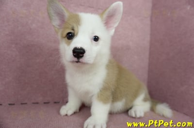 04/14雙色柯基犬母幼犬2號(屏東潮州)9