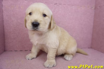 03/12黃金獵犬公幼犬1號(新北三重)7