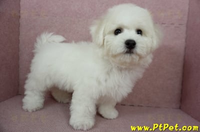 12/01比熊犬公幼犬(屏東市)8