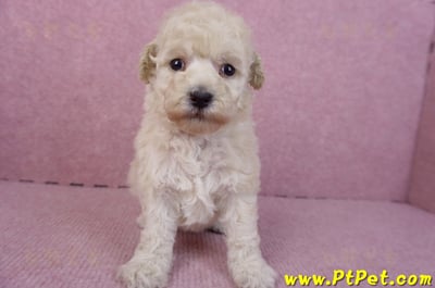12/06玩具型奶油貴賓母幼犬1號2
