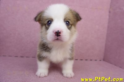 07/01雙色柯基犬公幼犬(屏東長治)2