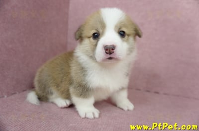 04/14雙色柯基犬母幼犬1號(高雄仁武)3