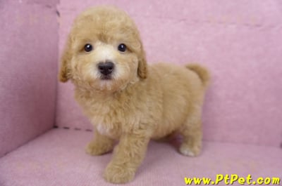 08/10泰迪比熊母幼犬(新北新店)8