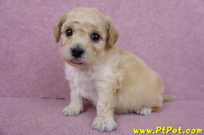 06/14泰迪比熊母幼犬(高雄楠梓)7