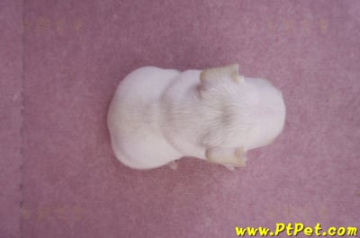 03/21奶白色法國鬥牛公幼犬2號(基隆仁愛)6