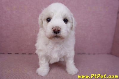 02/14比熊犬公幼犬2號1