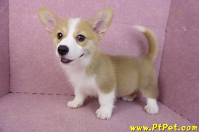 05/27雙色柯基犬公幼犬(台中西屯)13