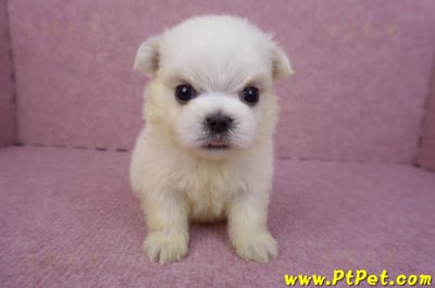 03/20馬爾濟斯公幼犬2號2