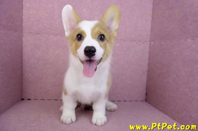 09/22雙色柯基犬公幼犬(高雄前金)4