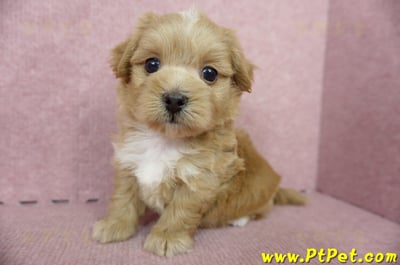 05/05奶油色馬爾泰迪母幼犬2號(高雄楠梓)13