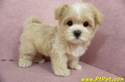 04/11奶油色馬爾泰迪公幼犬1號(桃園市)6