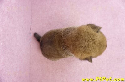 07/11赤色柴犬母幼犬2號6