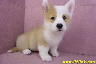 11/05雙色柯基犬公幼犬3