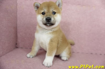 04/29赤色柴犬母幼犬1號(屏東里港)8