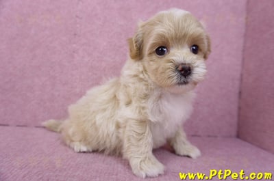 08/06奶油色馬爾泰迪母幼犬2號(高雄鳳山)6