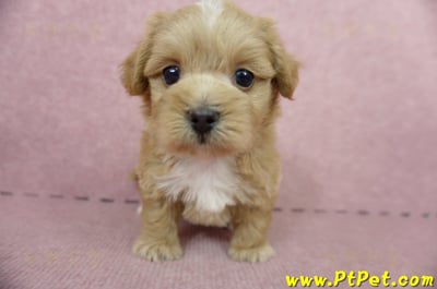 05/05奶油色馬爾泰迪母幼犬2號(高雄楠梓)2