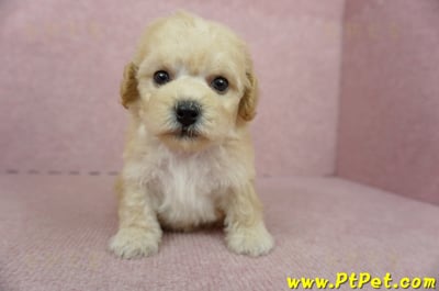 11/08泰迪比熊母幼犬3號(桃園蘆竹)2