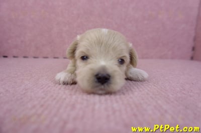 10/03馬爾泰迪母幼犬2