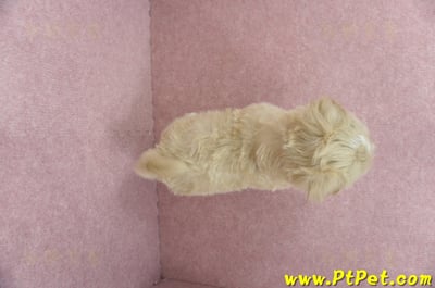 04/11奶油色馬爾泰迪公幼犬(台東綠島)14