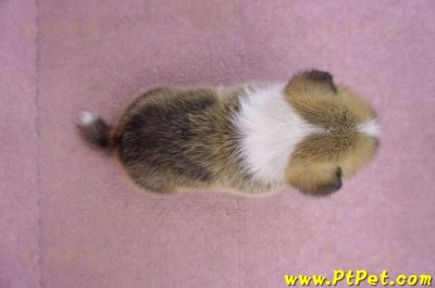 03/14雙色柯基犬母幼犬2號8