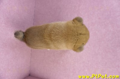 10/15赤色柴犬公幼犬1號(新北鶯歌)11