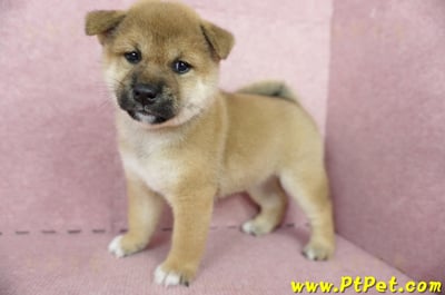 04/29赤色柴犬母幼犬(屏東東港)10