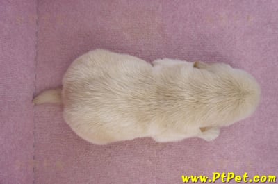 03/12黃金獵犬公幼犬2號7