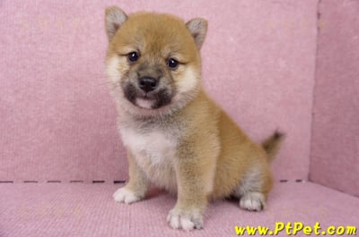 06/14赤色柴犬母幼犬(屏東九如)6