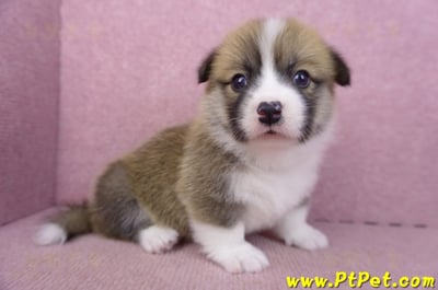 03/14雙色柯基犬母幼犬2號4