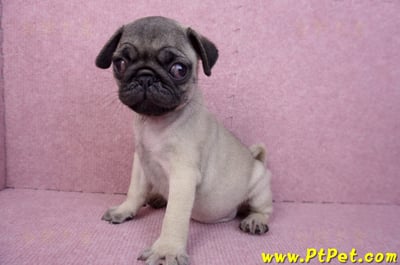 07/09巴哥母幼犬(新竹竹北)9