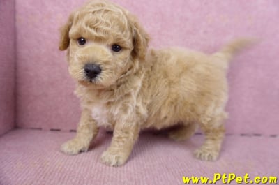 01/20泰迪比熊公幼犬10