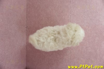 03/31奶油色馬爾泰迪母幼犬2號(屏東市)13