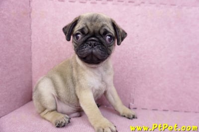 07/09巴哥公幼犬(台北文山)6