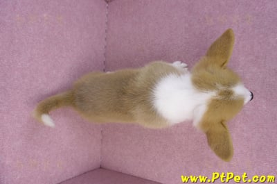 05/27雙色柯基犬公幼犬(台中西屯)17