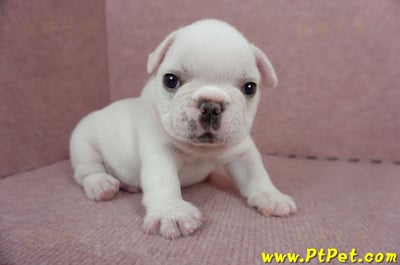 04/18奶白色法國鬥牛公幼犬(新北板橋)5