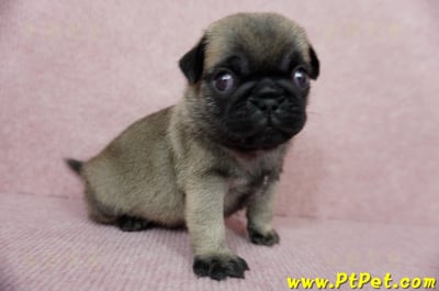 04/02巴哥公幼犬4號(新北樹林)8