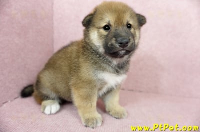 06/04赤色長毛柴犬公幼犬(桃園八德)3