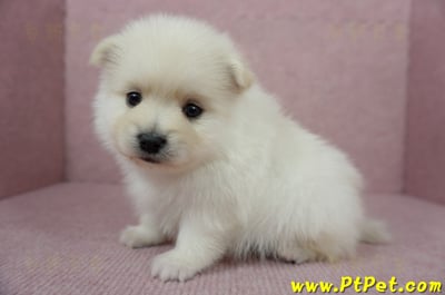 12/15迷你型松鼠白博美公幼犬1號(高雄鳳山)6