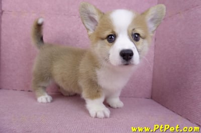 11/05雙色柯基犬公幼犬(台中北屯)5