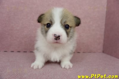 04/28雙色柯基犬公幼犬1號(桃園中壢)2