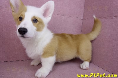 11/05雙色柯基犬公幼犬(新竹新豐)7